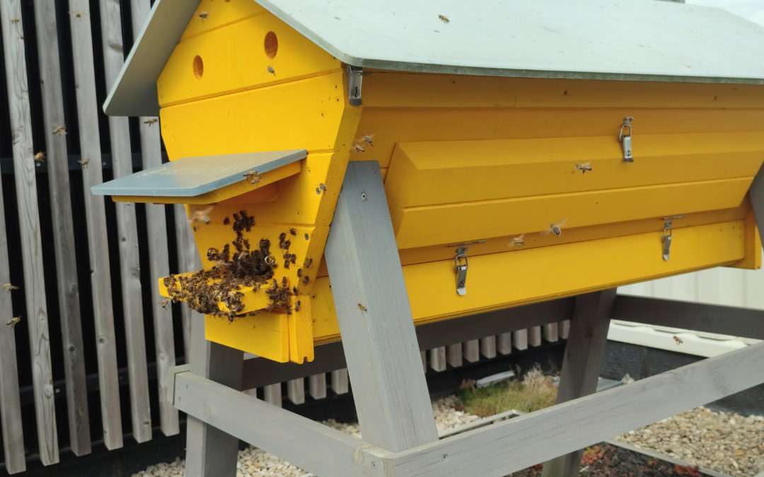 Éco-pâturage et ruches participatives – pour favoriser la biodiversité et réduire son empreinte carbone, TADAO accueille désormais moutons et abeilles sur deux de ses sites.
